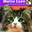 Maine Coon / Kieselbach