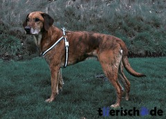 Blinkendes Hundegeschirr Reflash