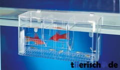 Ablaichkasten Aquarium