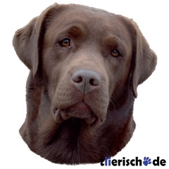 Hundeaufkleber Labrador braun