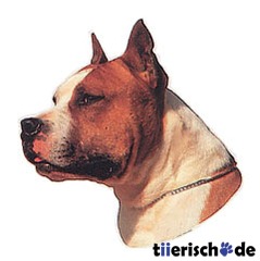 American Staffordshire Terrier braun weiß
