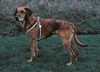 Blinkendes Hundegeschirr Reflash