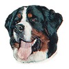 Hunde Aufkleber Berner Sennenhund