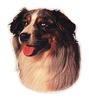 Aufkleber Australian Shepherd