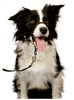 Halti Kopfhafter padded gepolstert