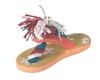 Welpenspielzeug Flip Flop