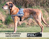 Hundegeschirr mit Sprüchen XDog