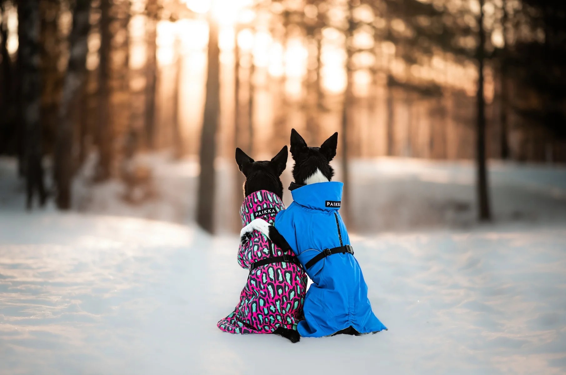 PAIKKA Hundemäntel & Hundezubehör – Skandinavischer Stil für jede Wetterlage