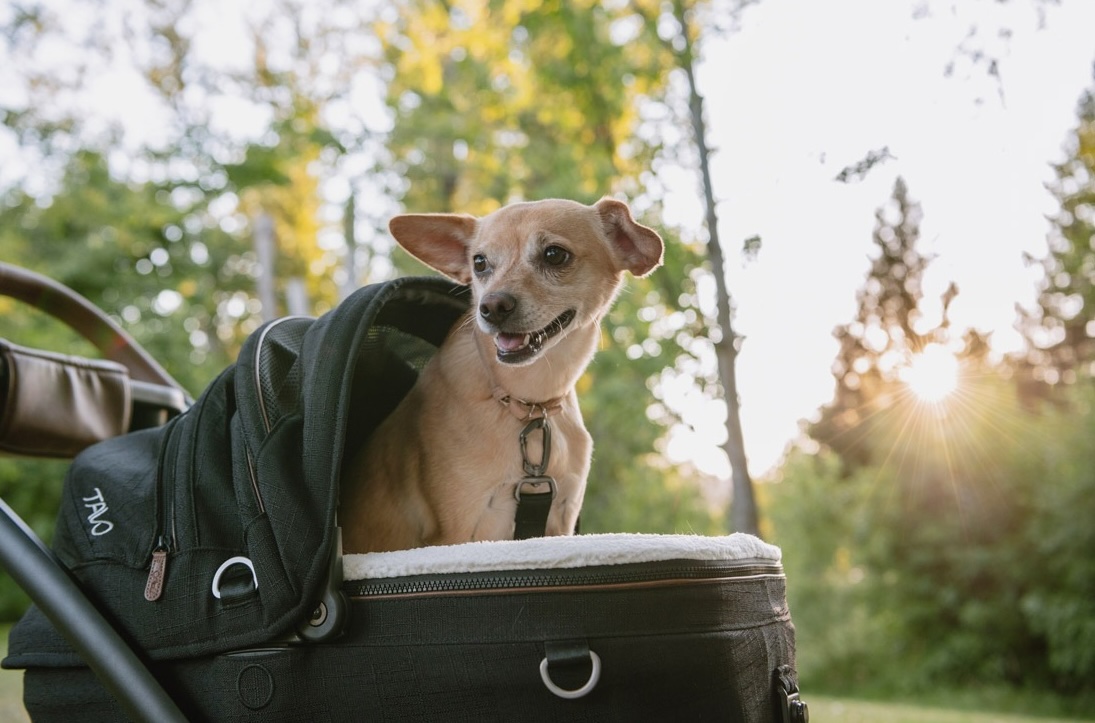 Tavo Pets Online Shop – sicherer Haustier Transport