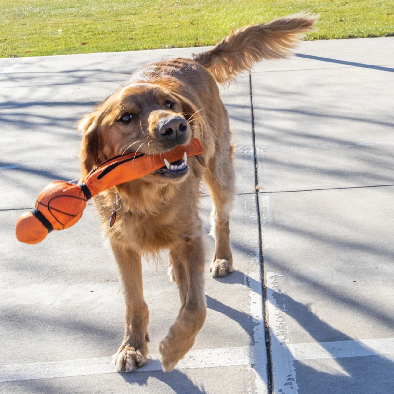 KONG Wubba Sports Hundespielzeug – Dein Partner für actionreiche Spiele Bild 2