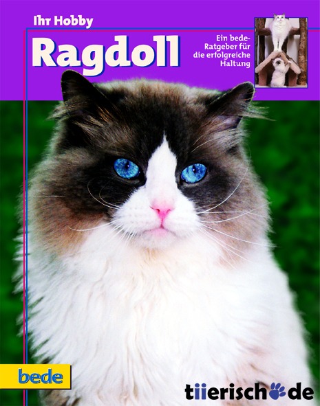 Ragdoll / Kieselbach Bild 1