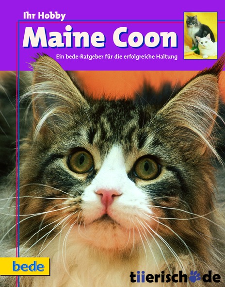 Maine Coon / Kieselbach Bild 1