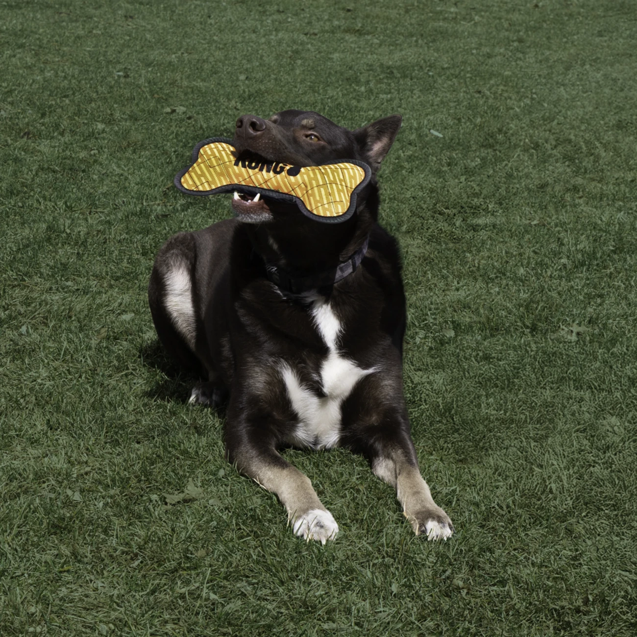 KONG Armor Bone Hundespielzeug – Spielspaß für deinen Vierbeiner Bild 2