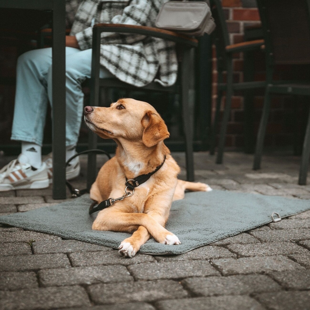 Hunter Faltbare Hunde-Reisedecke Seoul Bild 7