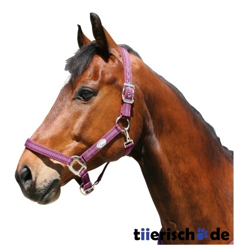 Pferdehalfter Supra Bild 1