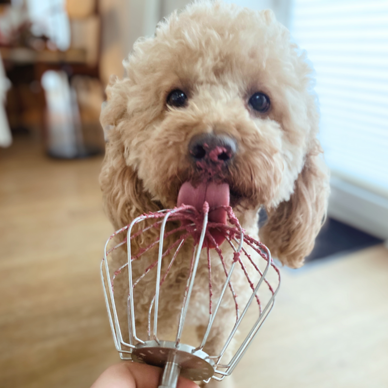 Celebration Cake Backmischung für Hundekuchen Bild 2