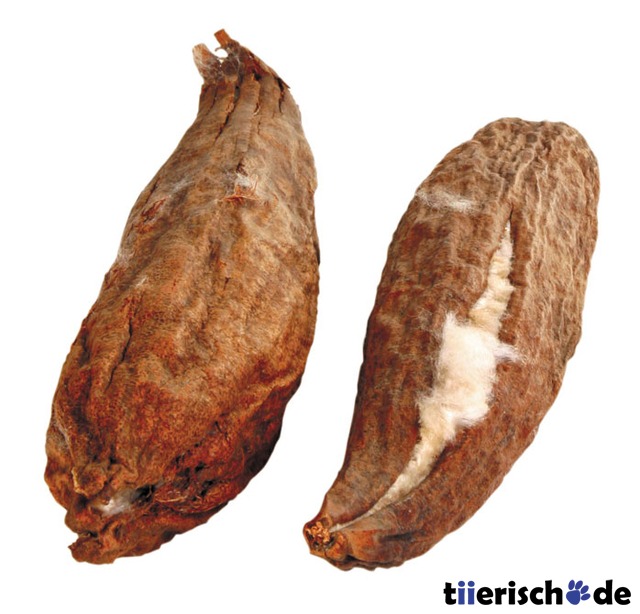 2 Baumwollschoten Hamsternest Bild 1