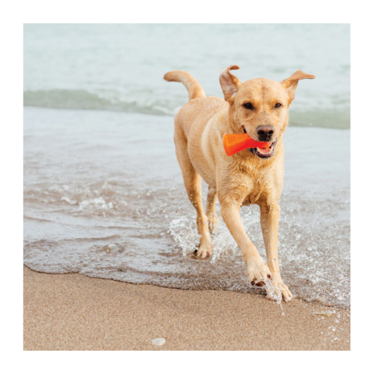 Bionic Bone langlebiges Hundespielzeug Bild 1