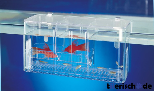 Ablaichkasten Aquarium Bild 2