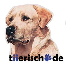 Aufkleber Labrador gelb Bild 1