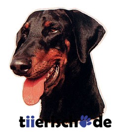 Aufkleber Dobermann unkupiert Bild 1