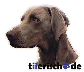 Aufkleber Weimaraner grau Bild 1