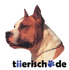 American Staffordshire Terrier braun weiß Bild 1
