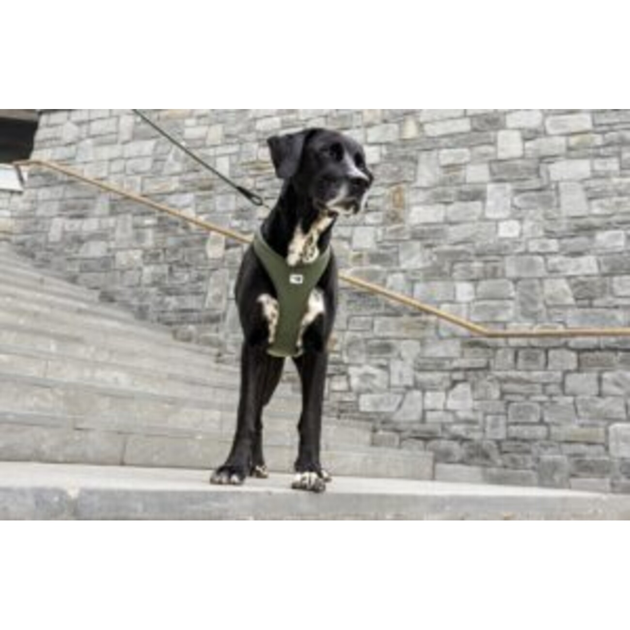 All New Belka Harness Air-Mesh Comfort für Hunde | tiierisch.de Bild 8