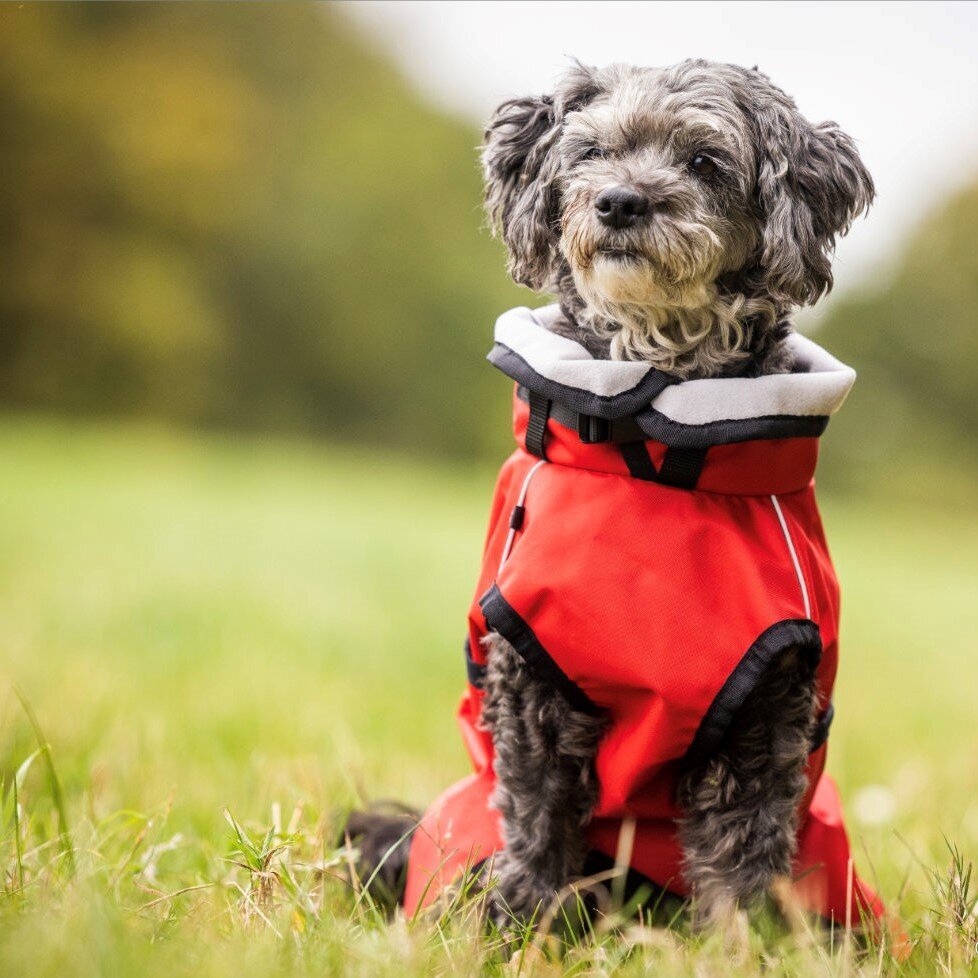 fit4dogs Active Cape Light MINI Hundemantel Bild 2