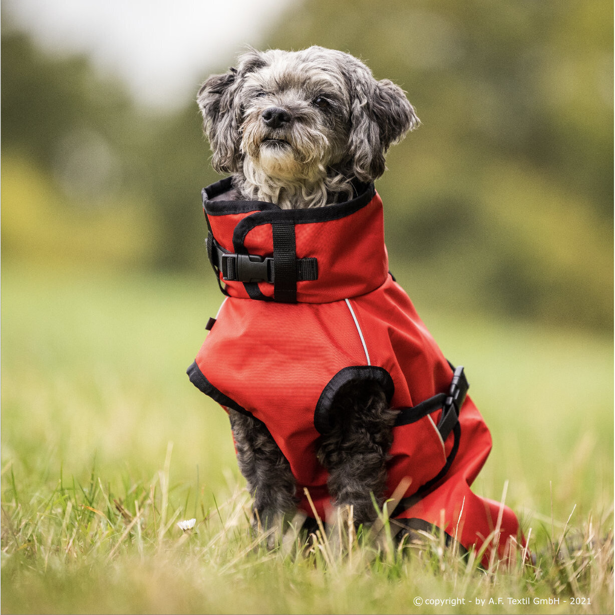 fit4dogs Active Cape Light MINI Hundemantel Bild 6