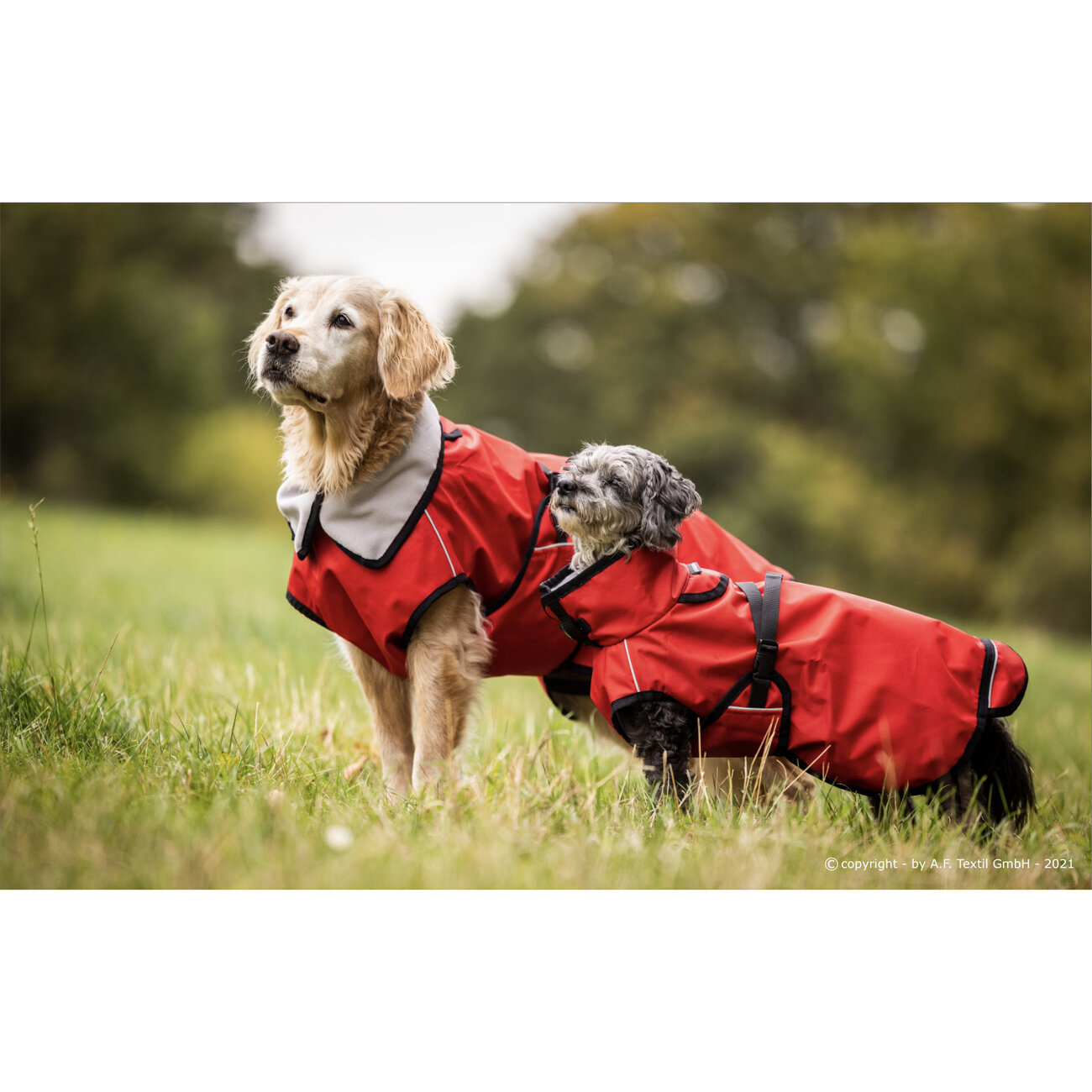 fit4dogs Active Cape Light MINI Hundemantel Bild 8