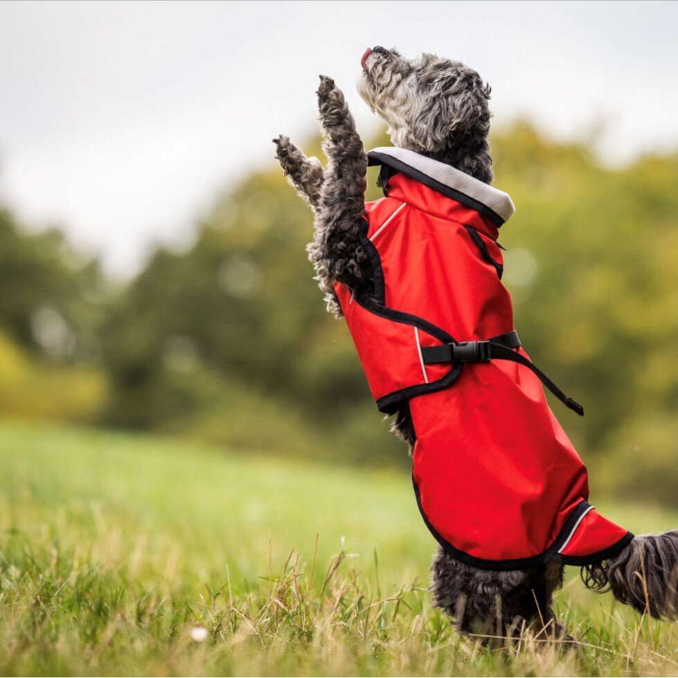 fit4dogs Active Cape Light MINI Hundemantel Bild 7