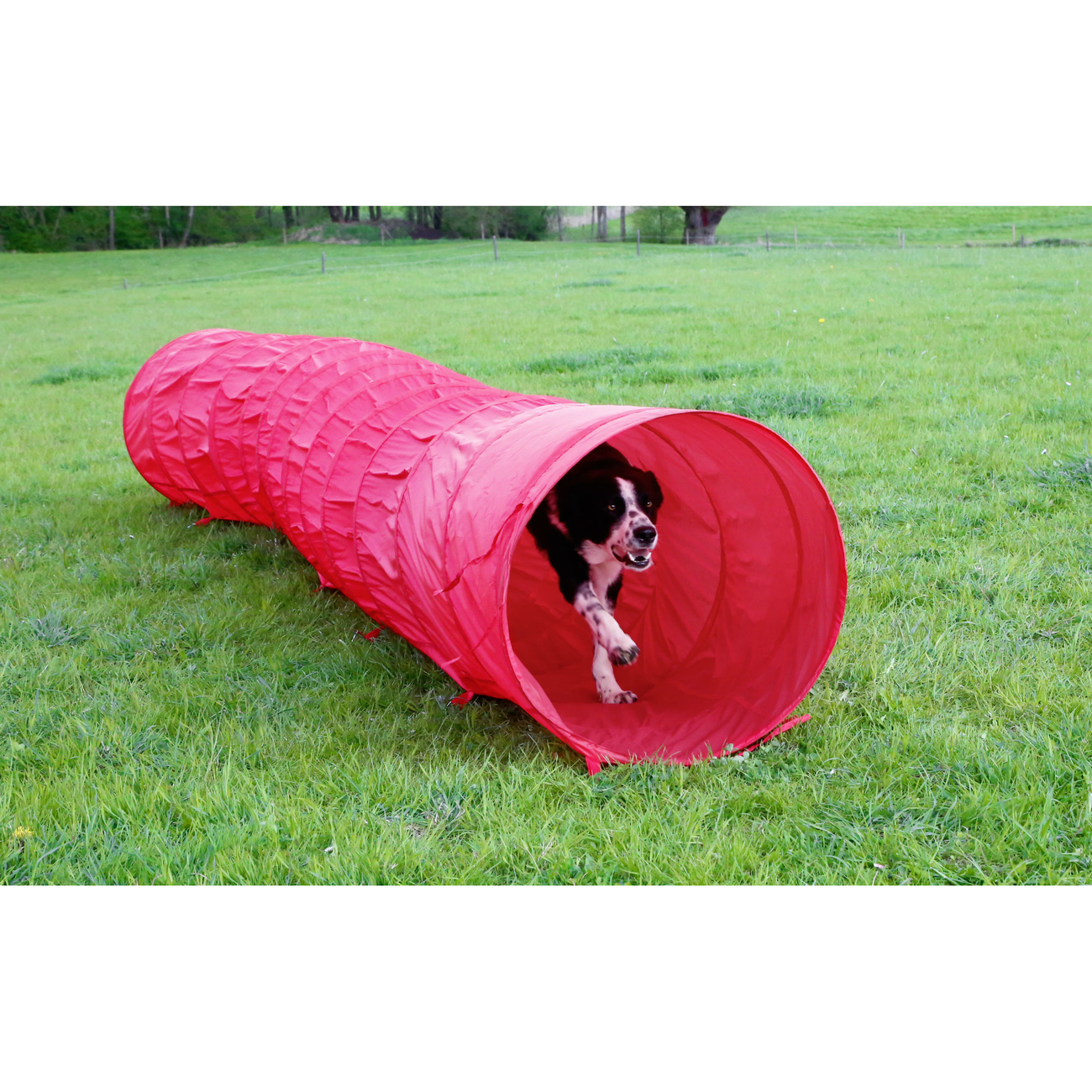 Agility Hundetunnel rot, 5m Bild 8