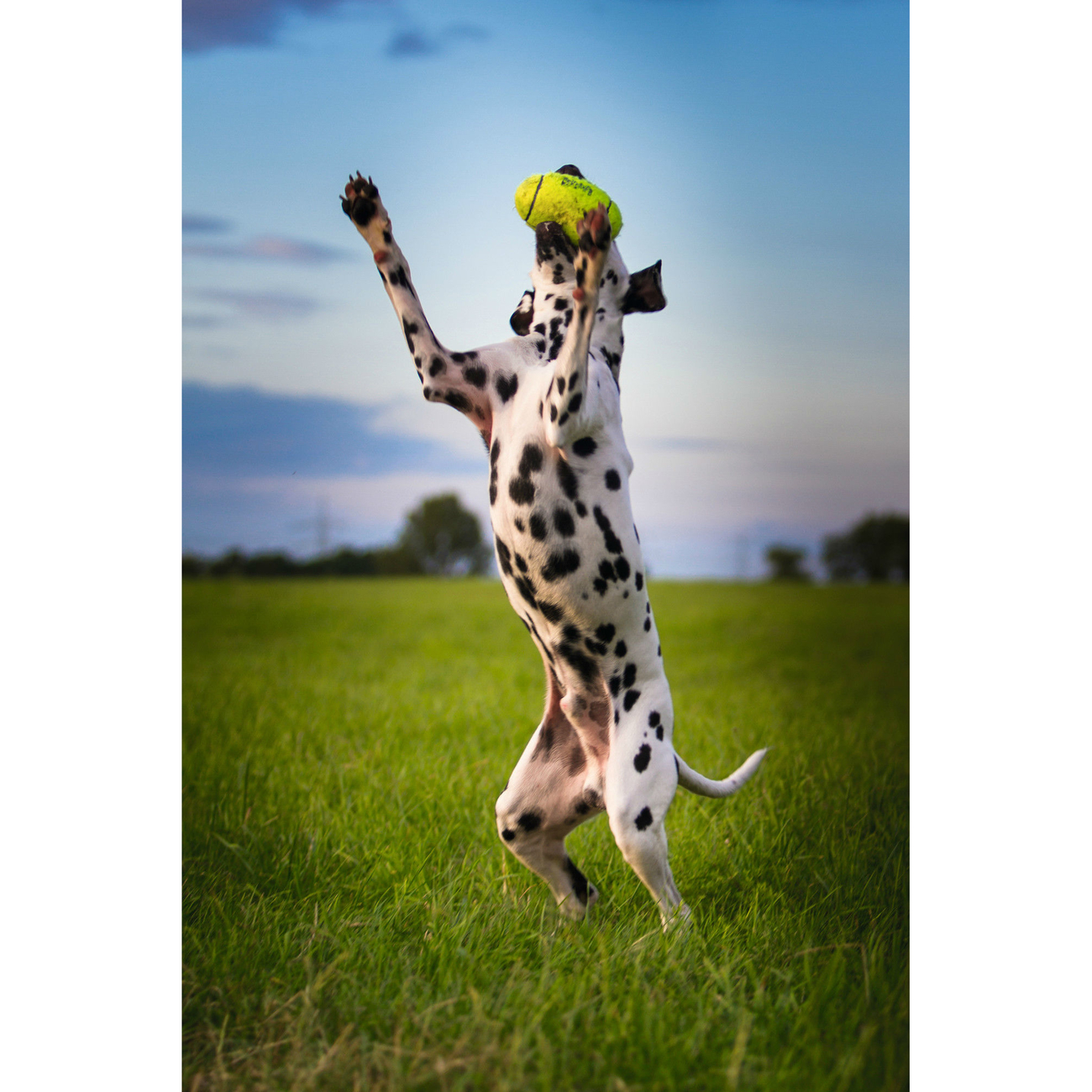 Air KONG Football Hundeball Bild 2