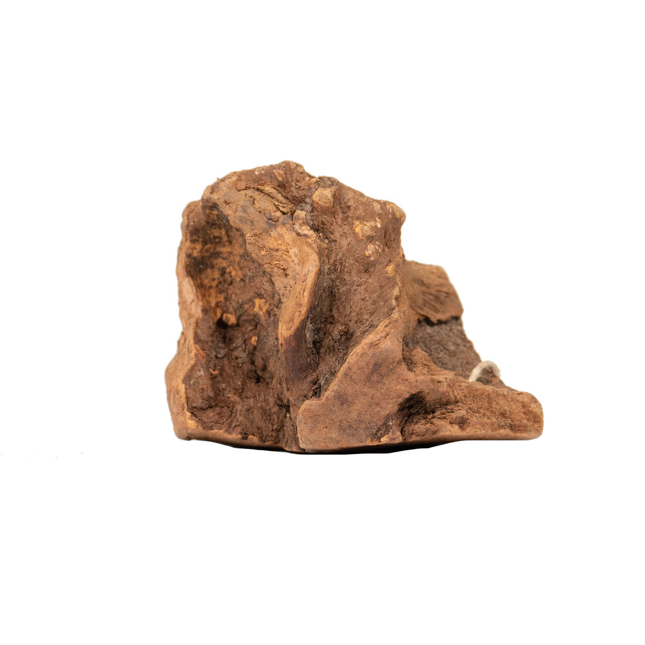 Kauwurzel Bio für Hunde Bild 2