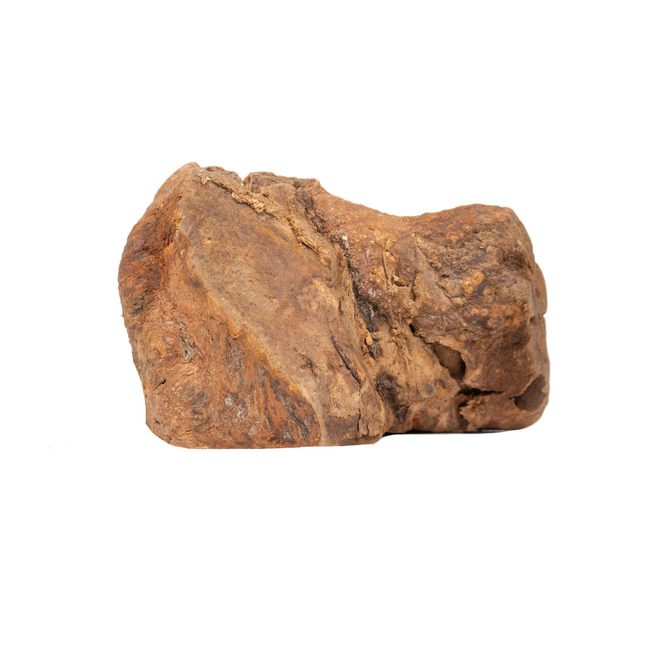 Kauwurzel Bio für Hunde Bild 4