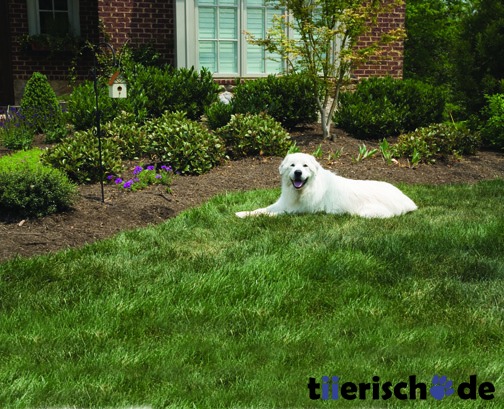 Antibell-Außenstation mit Ultraschallsignal Bild 3