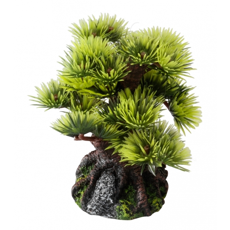 Aqua Della Bonsai Bäume Bild 1