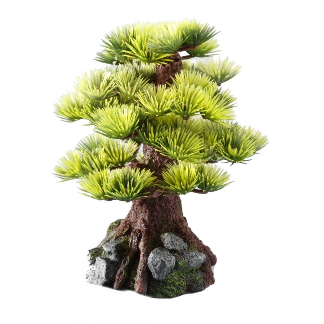 Aqua Della Bonsai Bäume Bild 3