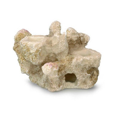 Aqua Della Coral Reef Korallenriff Basis Bild 3