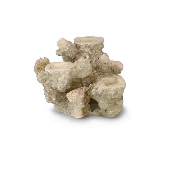 Aqua Della Coral Reef Korallenriff Basis Bild 4