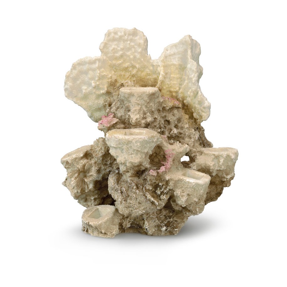 Aqua Della Coral Reef Korallenriff Basis Bild 5