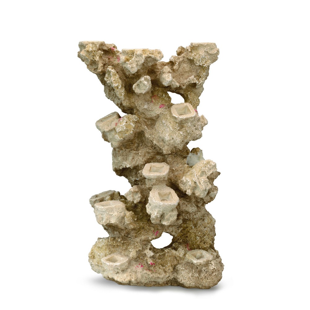 Aqua Della Coral Reef Korallenriff Basis Bild 6