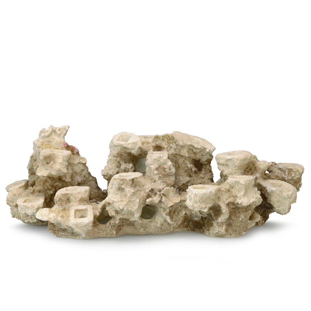 Aqua Della Coral Reef Korallenriff Basis Bild 8