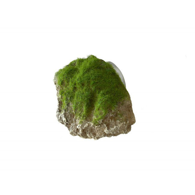 Aqua Della Moss Stone Stein mit Moos Bild 2