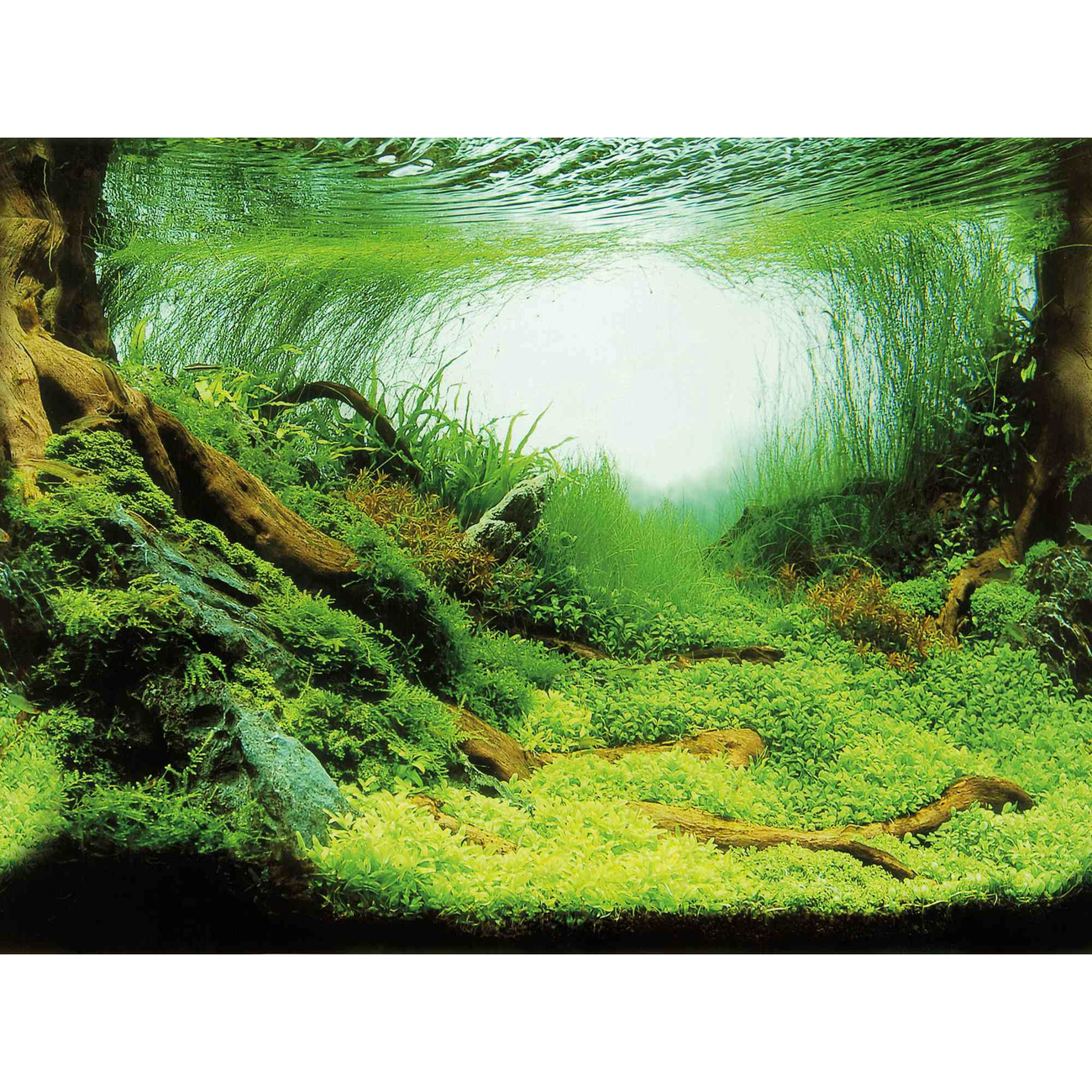 Aquarien Rückwand, doppelt, Süßwasser Bild 4