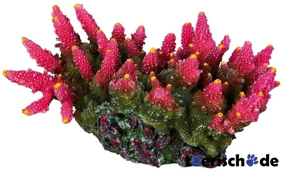 Aquarium Koralle pink Bild 1