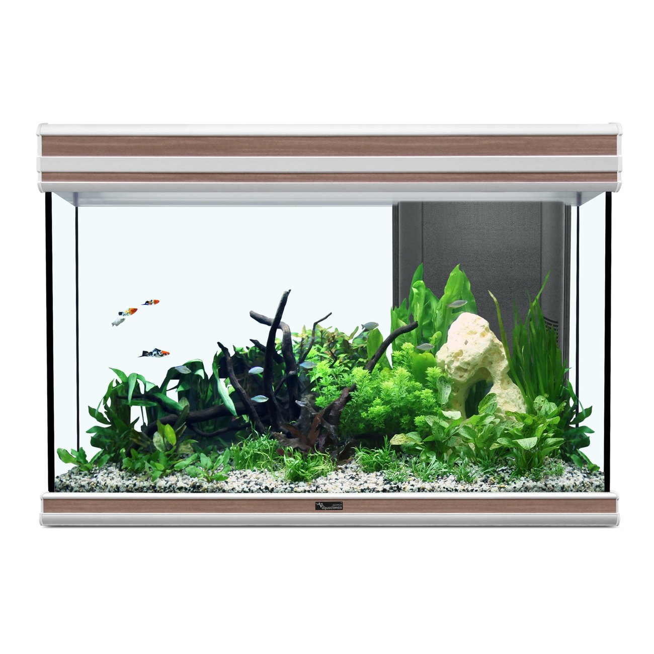 Aquatlantis Fusion 80 Aquarium Bild 3