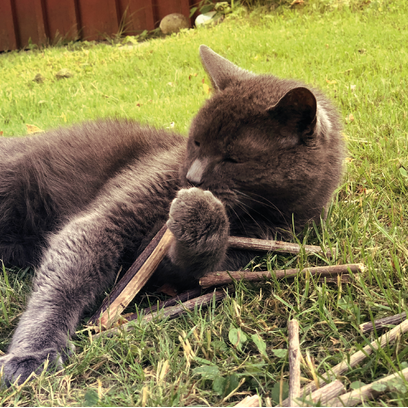 Dental Sticks Silver Vine Bild 2