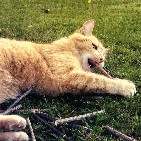 Dental Sticks Silver Vine Bild 3